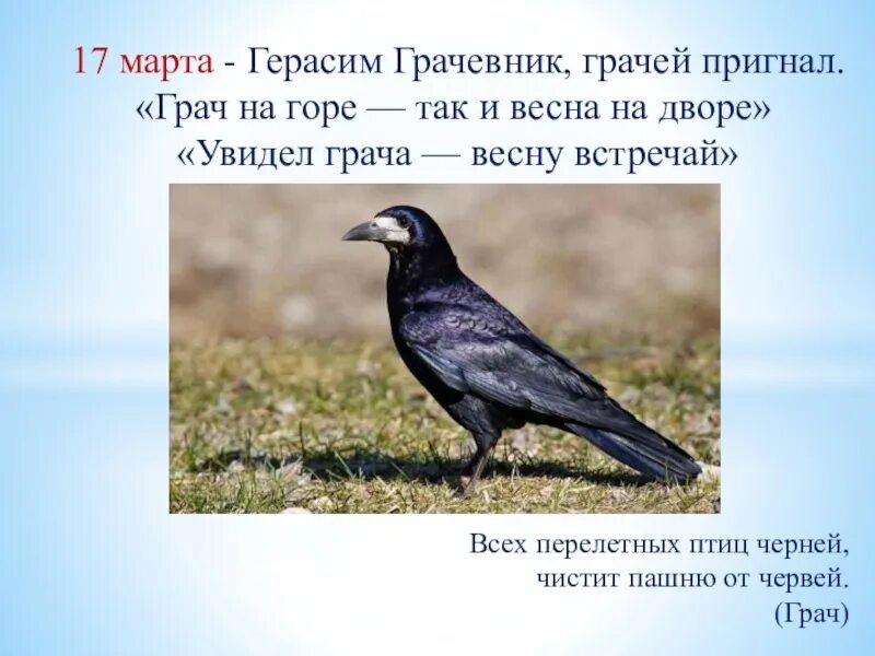 День Герасима грачевника 17