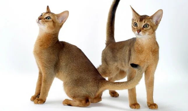 Абиссинская кошка сколько живут. Сфинкс абиссинец. Абиссинская кошка голубая. Абиссинская кошка и сфинкс. Абиссинский кот голубой.