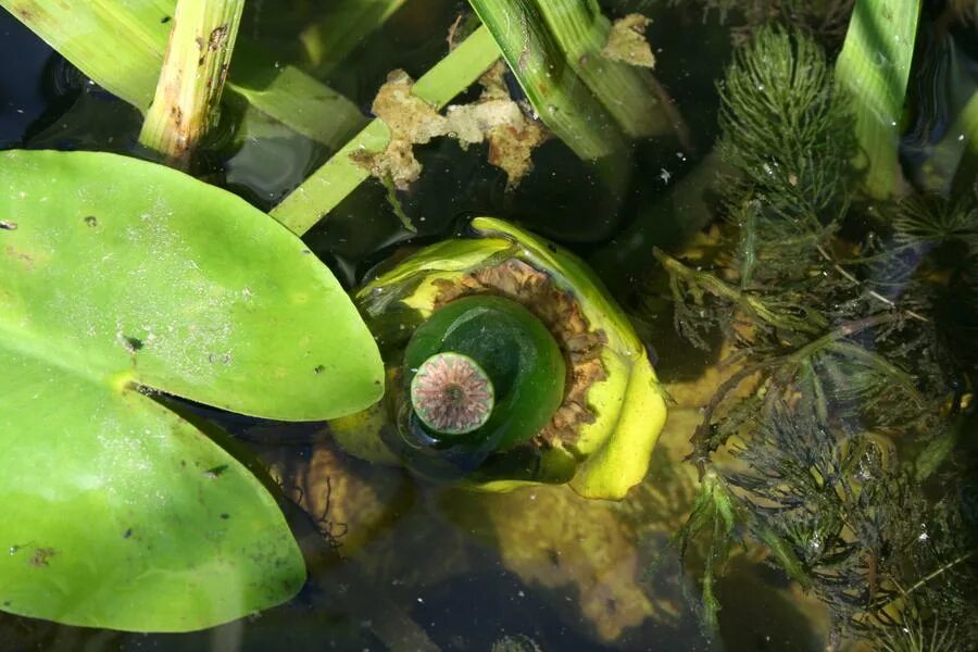 Кубышка жёлтая. Поперечный срез листа кубышки Nuphar lutea. Поперечный срез подводного листа кубышки Nuphar lutea. Кубышка плоды каких размеров. Отключили кубышку