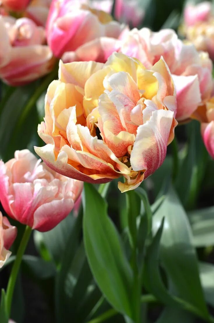 Tulip Verona Sunrise in 2021 Tulips, Bulb flowers, Tulip bulbs