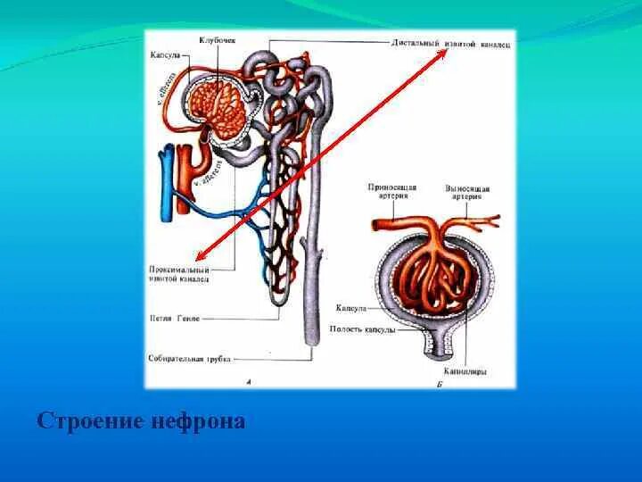 Капсула нефрона анатомия. Нефрон почки. Схема нефрона анатомия. Функция капсулы нефрона почки.