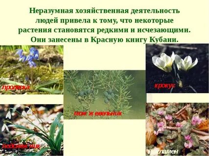 Растения краснодарского края внесенные в красную книгу