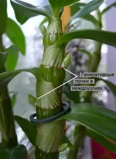 Утолщенные стебли