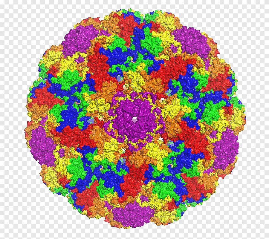 Virus капсидный белок. Полиомавирус JC. Вирус Полиомы SV-40. Полиомавирус JC микробиология. Вирус Polyomaviridae.