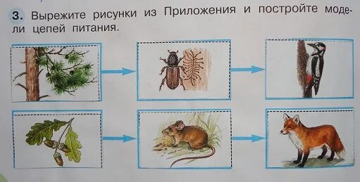 Цепь питания листовой опад еж лисица. Невидимые нити цепочка питания. Модель невидимые нити. Цепочка питания животных. Окружающий мир цепочка питания.