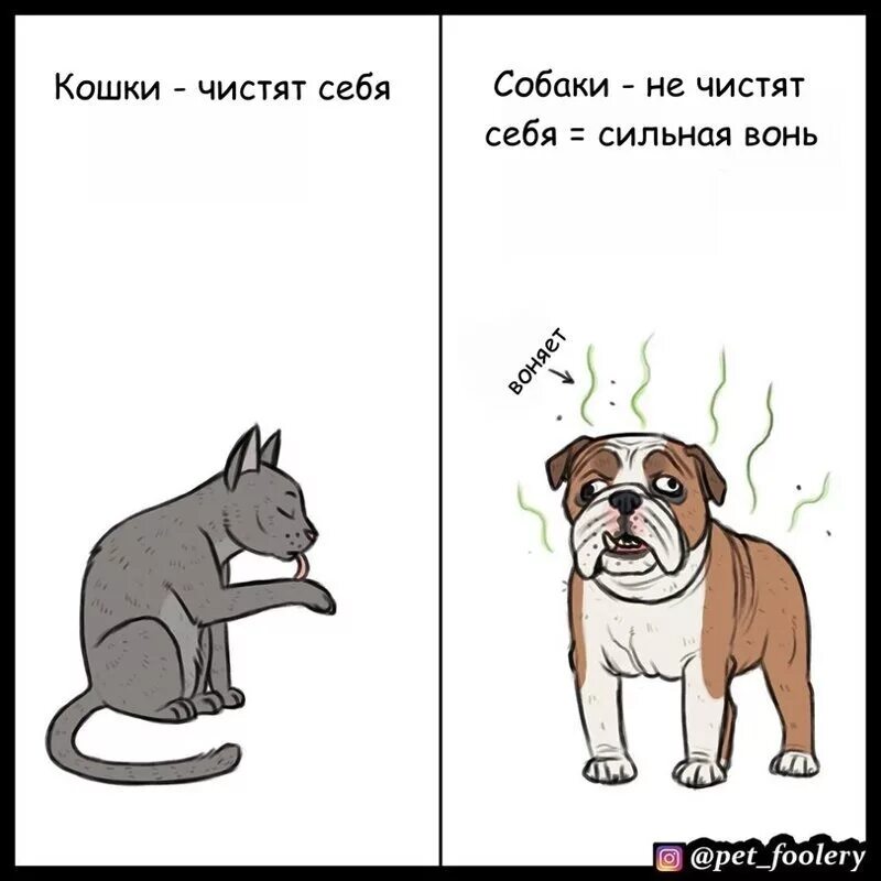 Кот сильно воняет. Кошки лучше собак. Собаки лучше кошек комиксы. Кто лучше собака или кошка. Собаки лучше котов.