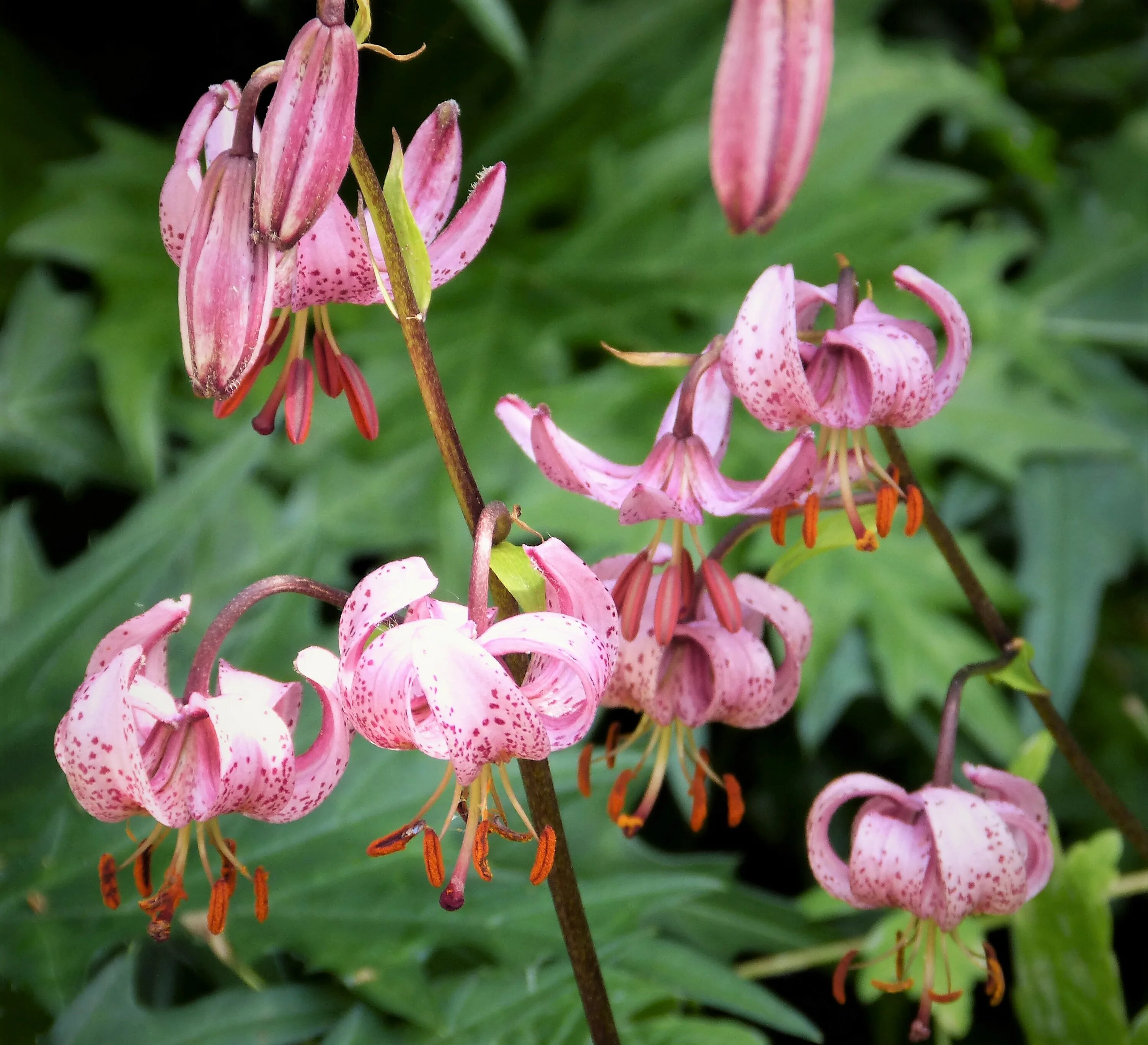 Lilium martagon - Image of an specimen - Plantarium