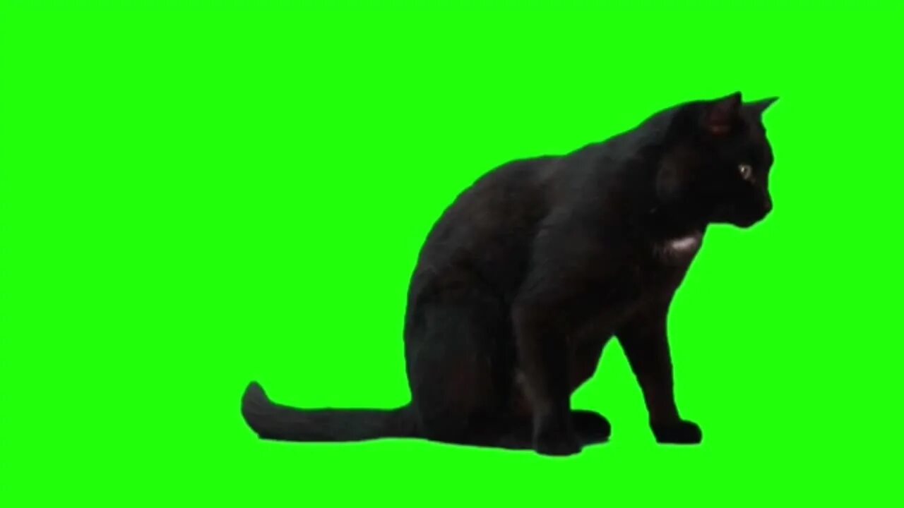 Кот мем хромакей. Кот на зеленом фоне. кот хромакей. черный кот на зеленом фоне. коты на зелёном фоне.