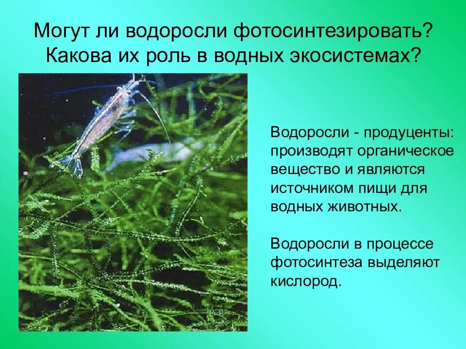 Жизнь водорослей. Роль водорослей в экосистемах. водоросли их роль в природе и жизни человека. роль водорослей в водных экосистемах. значение водорослей в природе.