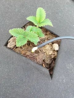 Капельный полив для клубники