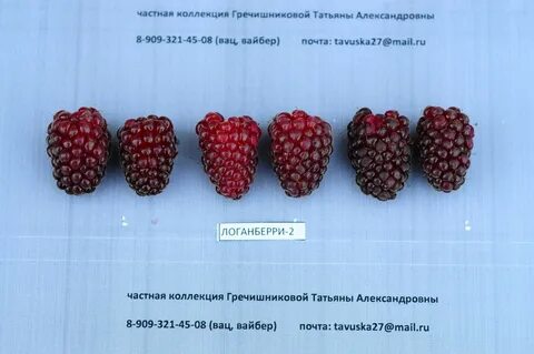 Сорт ежемалины логанберри отзывы