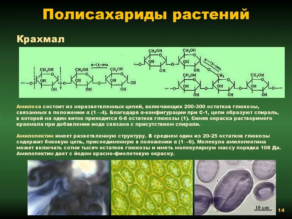 Полисахариды в растениях. Полисахариды с неразветвленной цепью. Основной полисахарид растений. Крахмальные полисахариды.