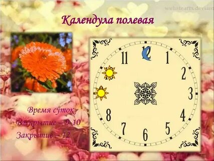 Полевой время