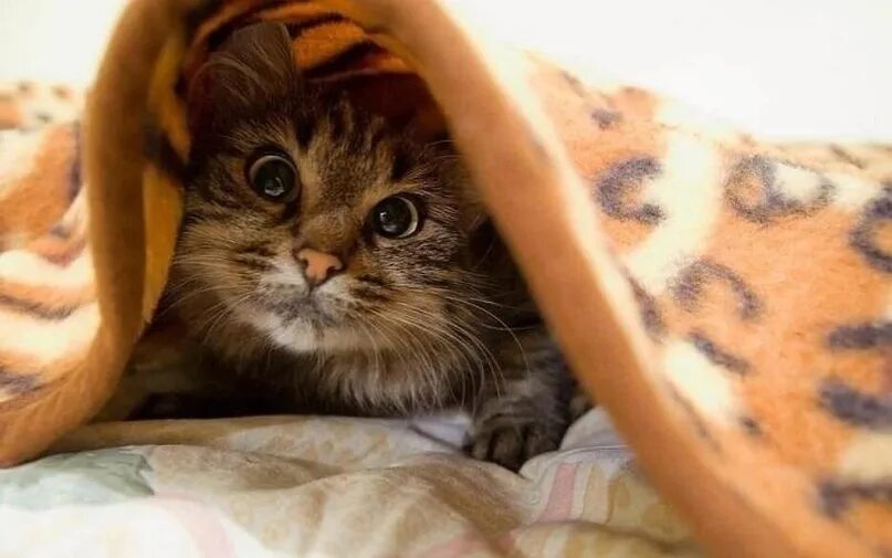 Хочу быть домашним