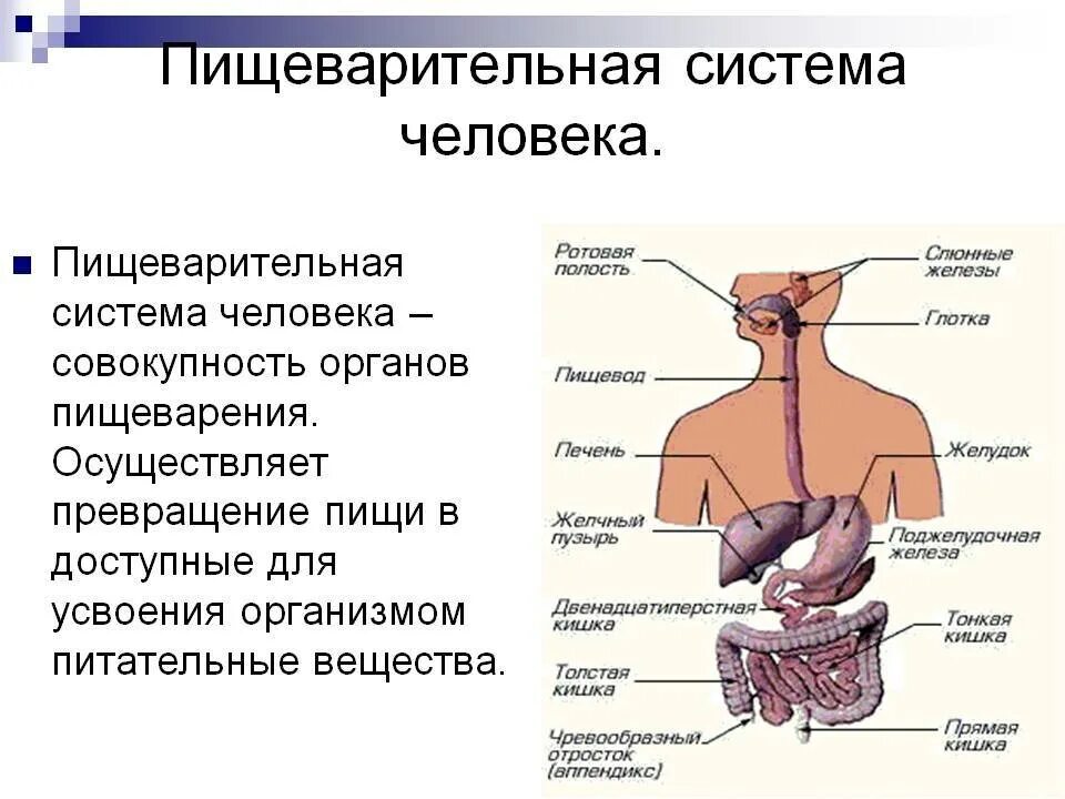 Пищи по пищеводу причины