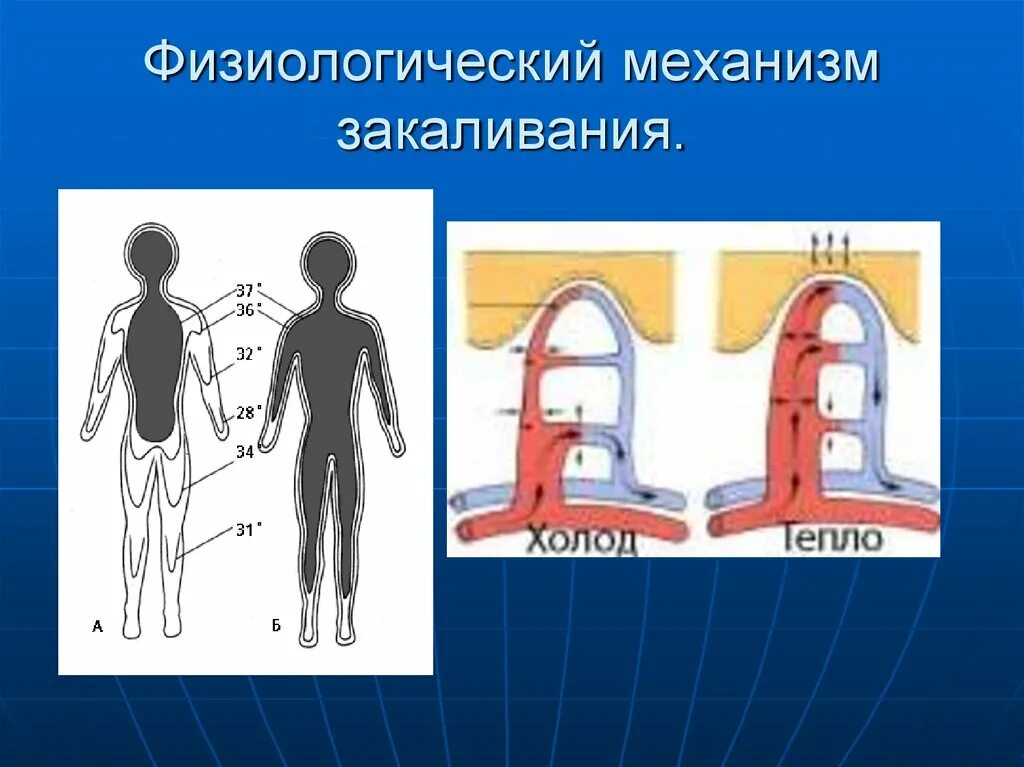 Физиологическая основа закаливания организма. Механизм воздействия на организм закаливания. Физиологические основы закаливания. Физиологическая сущность закаливания. Механизм действия закаливания.