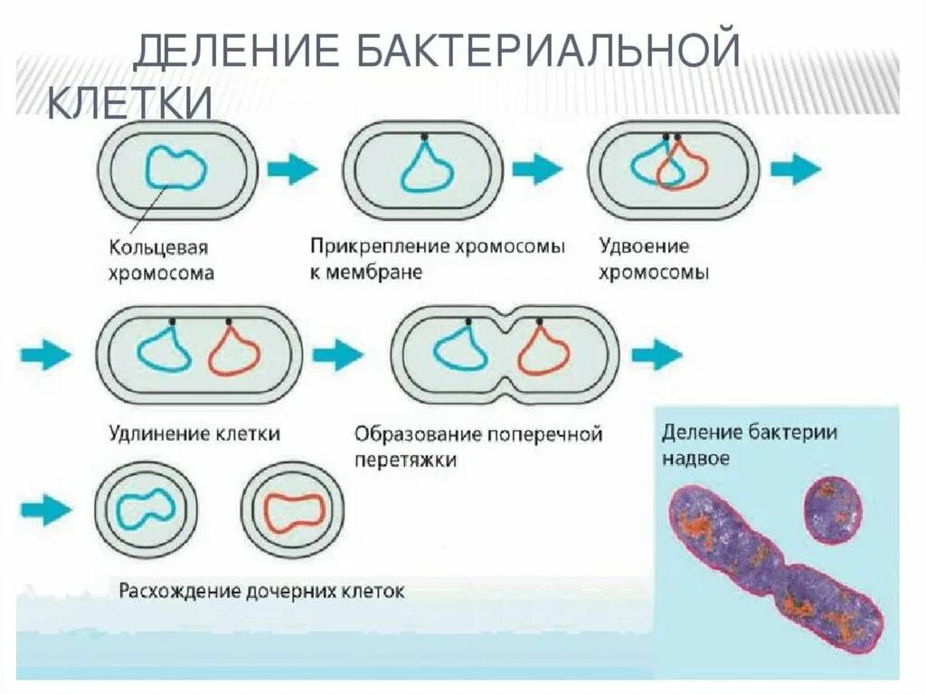 Кольцевая хромосома клетки. Этапы деления бактериальной клетки. бинарное деление бактерий бесполое. размножение делением схема.