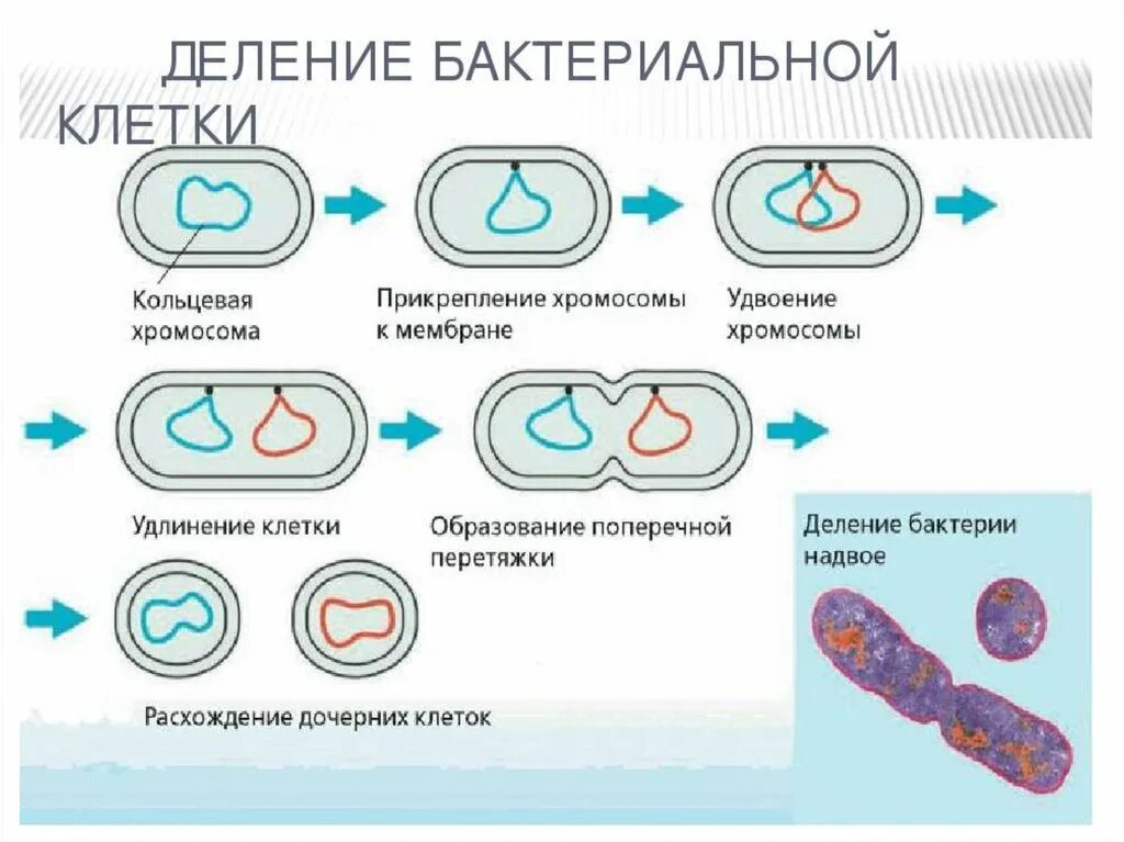 Схема бинарного деления бактериальной клетки. Бинарное деление бактерий бесполое. Этапы бинарного деления бактериальной клетки. Бинарное деление бактерий схема. Кольцевая хромосома 1