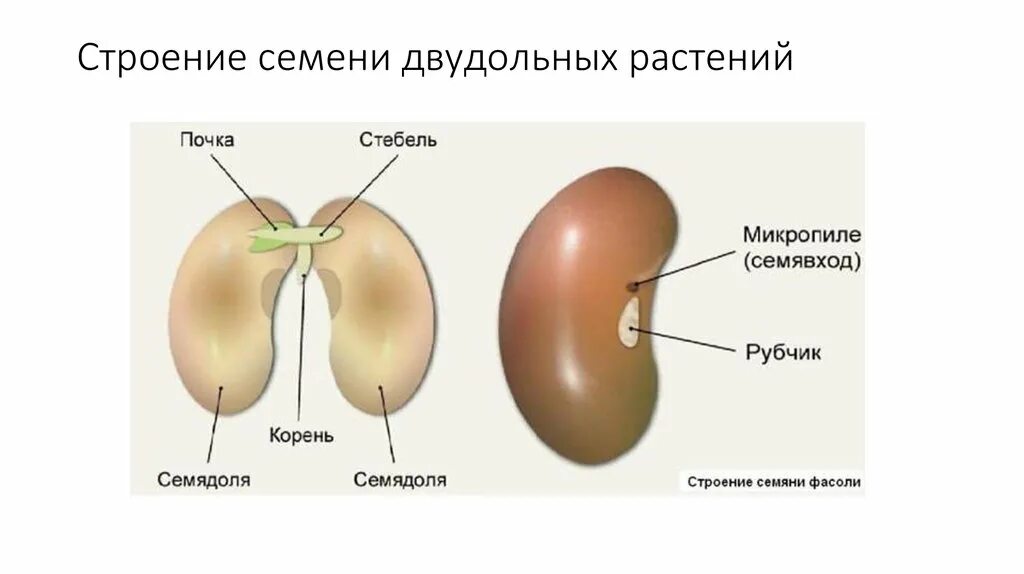 Зарисовать строение семени фасоли. Строение семени двудольного растения фасоли рисунок. схема строения двудольного семени. строение зародыша семени двудольных. микропиле семени фасоли.