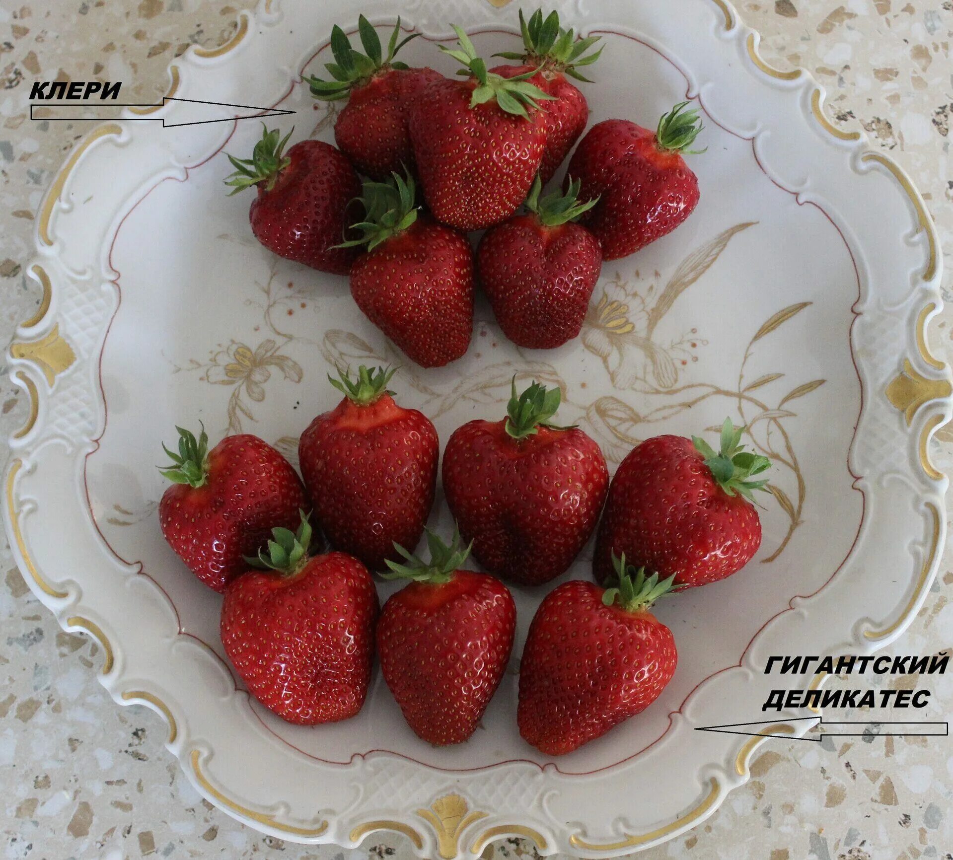 Гигантский деликатес клубника фото. Земляника крупноплодная гигантский деликатес. Деликатесная клубника. Рассада клубники гигантелла. Ремонтантная клубника гигант.