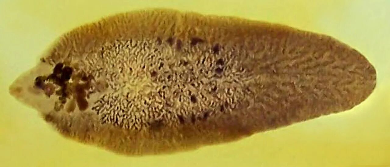 Фасциола гепатика паразит. Фасциолез печеночный сосальщик. Паразит печеночный сосальщик. Фасциолез животных