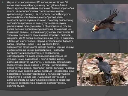 Сколько птиц насчитывает колония ибисов