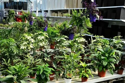 Магазины комнатных цветов ростов