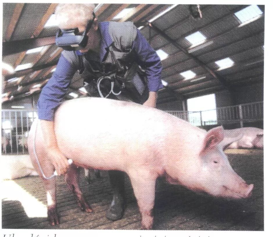 Свинья цикл. Цикл развития трихины. Свинья цикл. Аскаридоз свиней цикл развития. Свинья цикл.