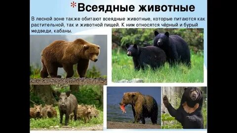 Всеядные животные лесной зоны