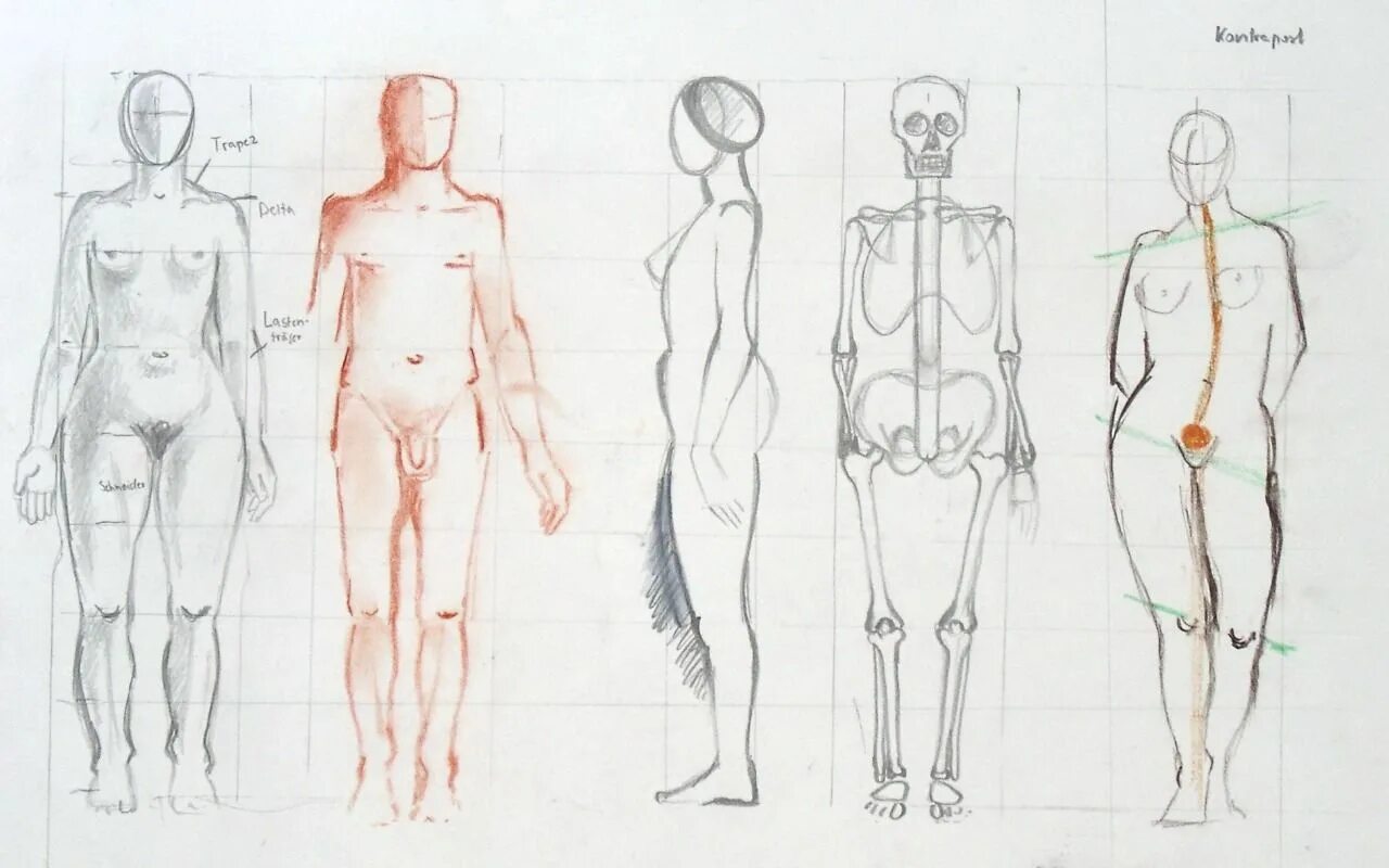 Сколько голов в взрослом человеке. Тело для рисования. Анатомия тела человека для художников. Человеческая анатомия для рисования. Нарисовать тело.