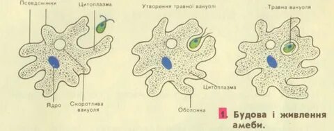 Рибосомы у амебы