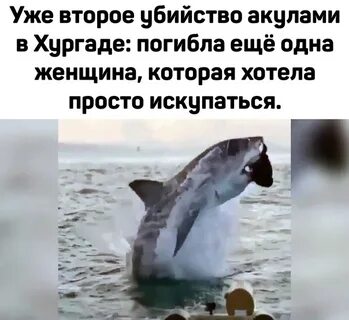 Сколько человек погибает от акул в год