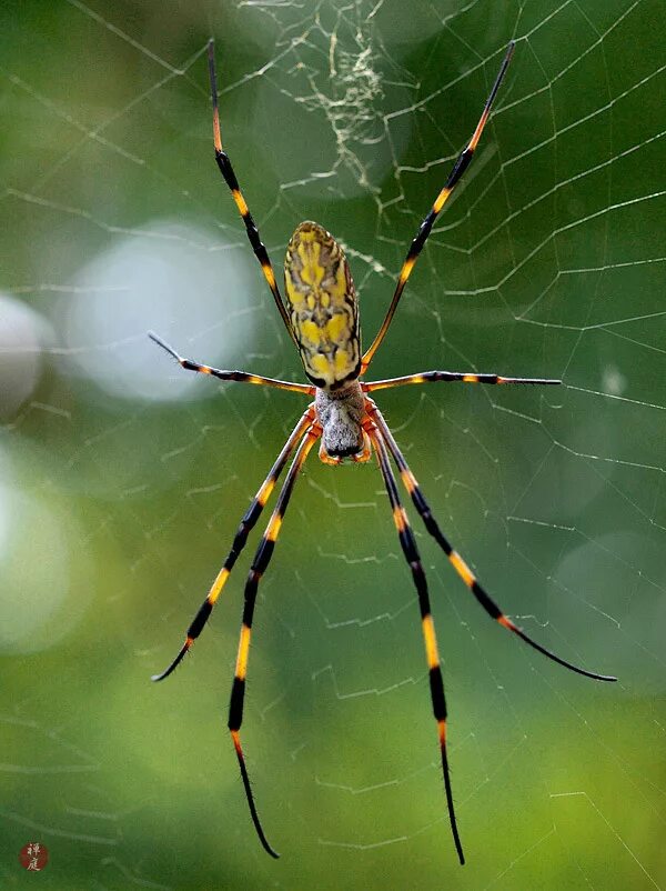 Паук джоро. Nephila clavata. Сенегальская Нефила. Паук Нефила. Нефила Юрская.