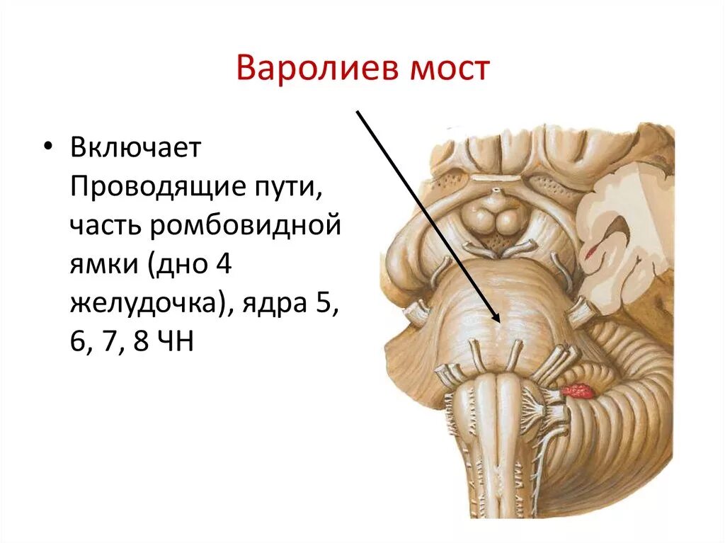 Мост мозга расположение. Варолиев мост строение. Варолиев мост анатомия. Варолиев мост строение анатомия. Строение мозга варолиев мост.