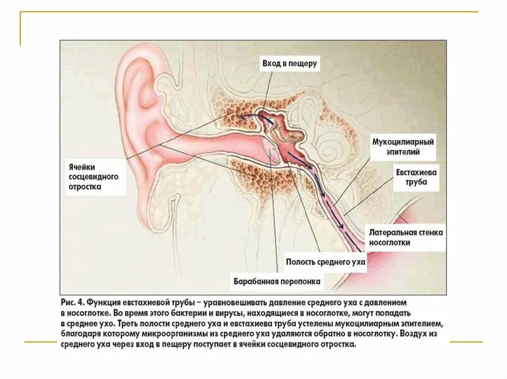 Анатомия уха евстахиева труба. Анатомия среднего уха и сосцевидного отростка. Сосцевидная пещера среднего уха. Слуховая труба среднего уха анатомия. Слизистая оболочка уха