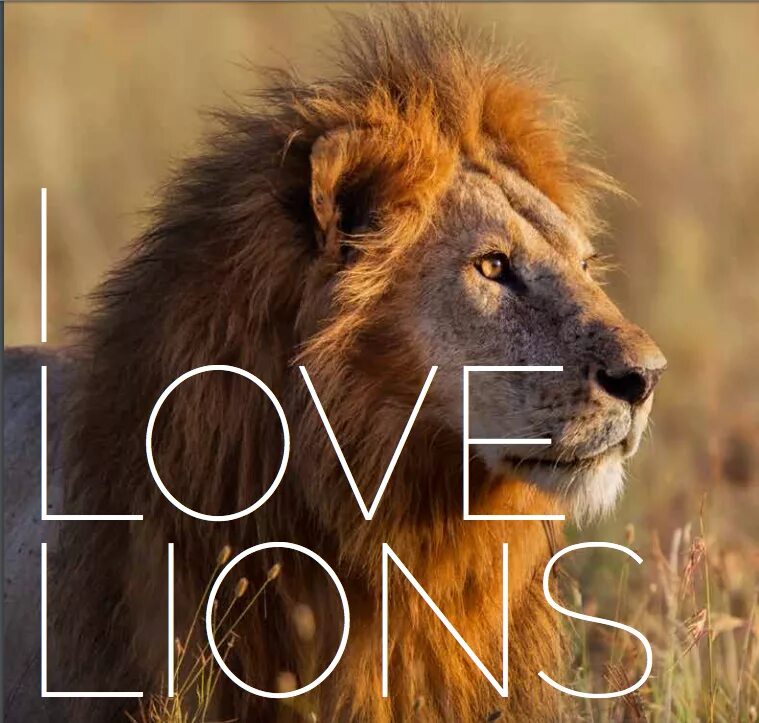 Loving lions