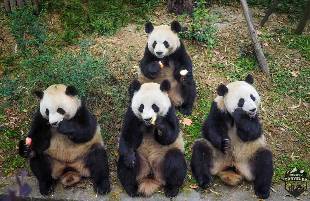 Pandas union