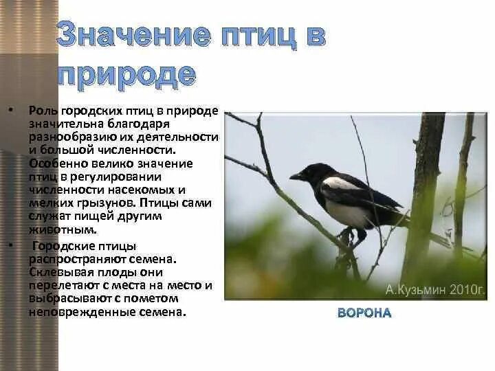 Роль птиц в жизни человека. Значение птиц. Значение птиц в природе. Роль птиц для человека.