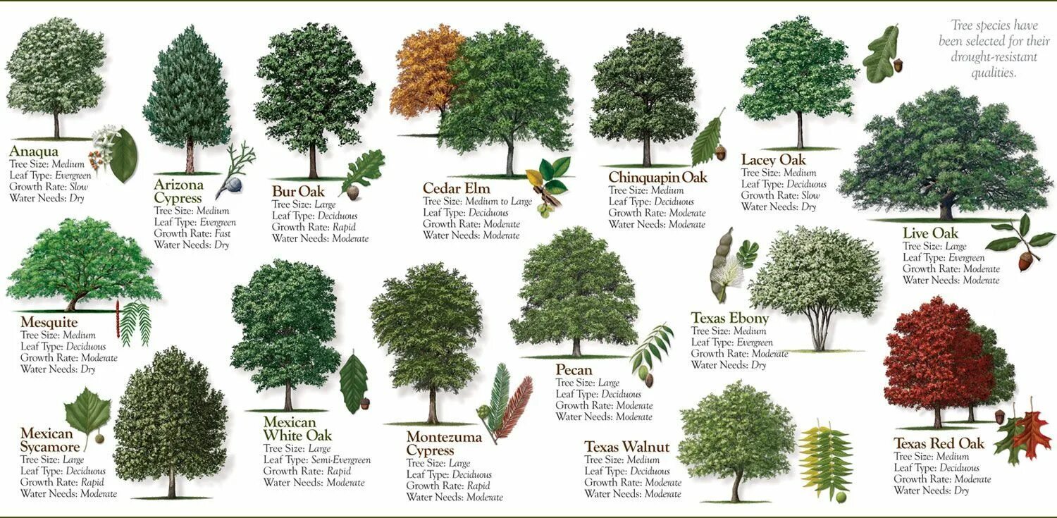 I can tree