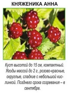 Княженика польза