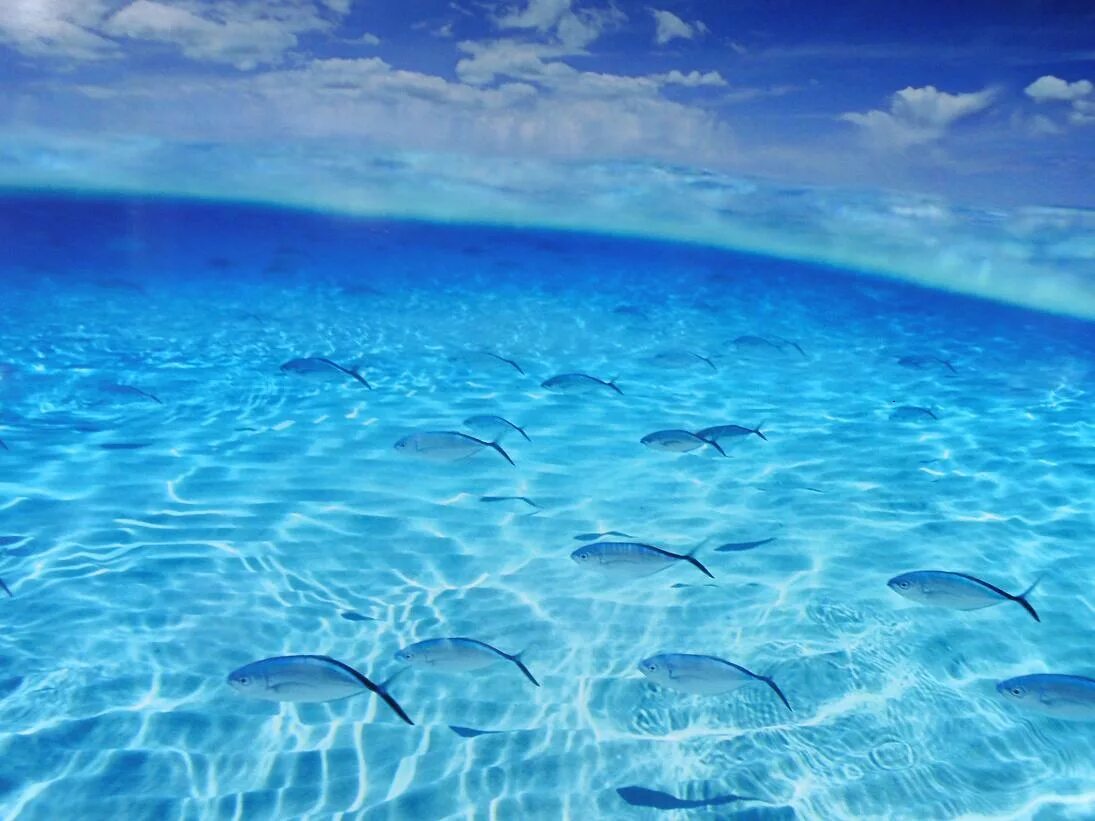 Поверхности вод тихого океана. Подводный мир. Подводный мир океана. Прозрачная вода в океане. Подводный океан.
