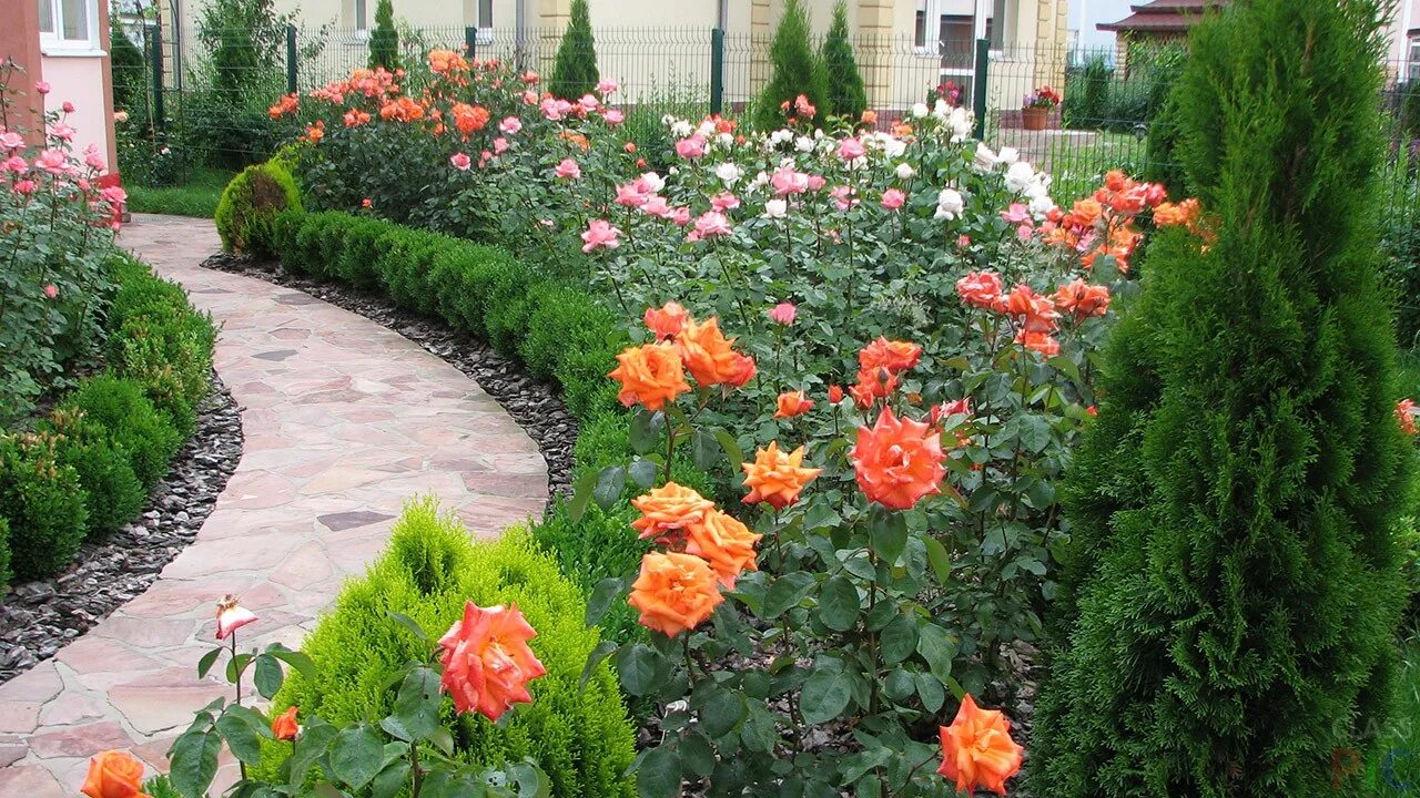 Розы их соседи. Парковые розы рабатка. бордюрные розы вдоль дорожки. розарий с туями. рабатка с хвойниками и розами.
