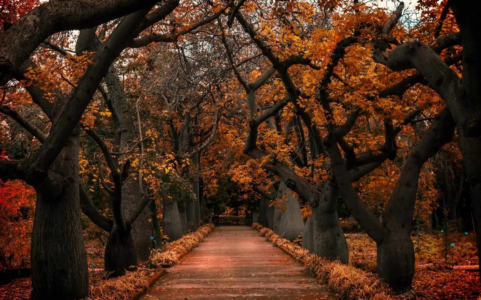 The trees fall across the road. Осенний парк. Осенняя аллея. Осень деревья. Осень аллея.