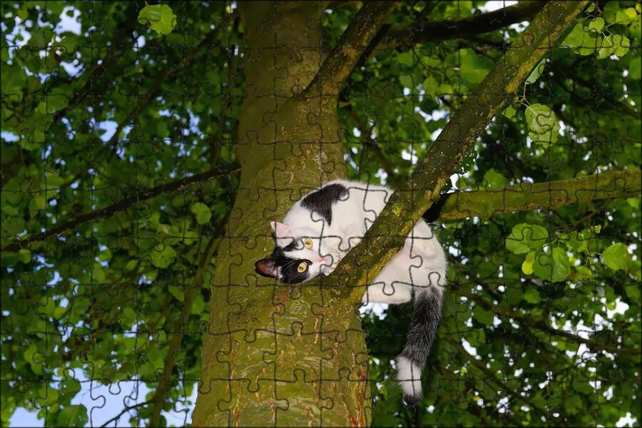 The cat is in the tree