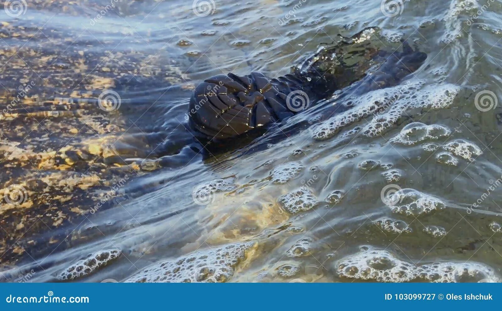 Плавает на поверхности воды. Стул плавает на поверхности воды. Янтарь плавает на поверхности воды. Плывущий ботинок.