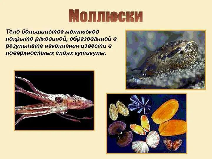 Большинство ракообразных