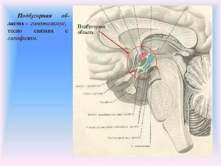 Промежуточный мозг гипоталамус. Подбугорная область промежуточного мозга. Строение ядер гипоталамуса. Сагиттальный срез гипоталамуса.