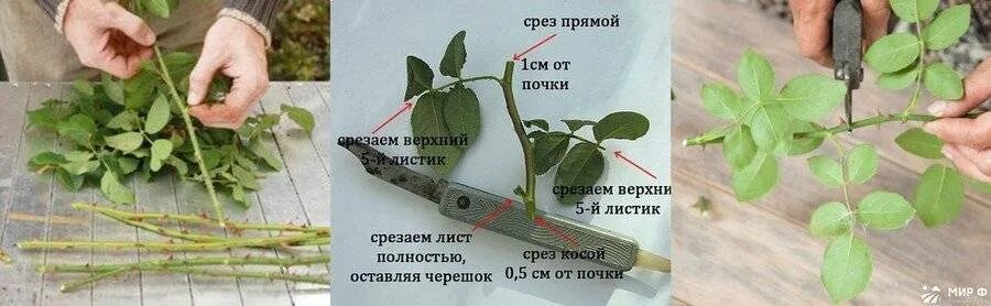 Как из розы вырастить куст. Черенки кустовой розы. Размножение роз отводками. Черенок розы флорибунда. Черенкование роз отводками.