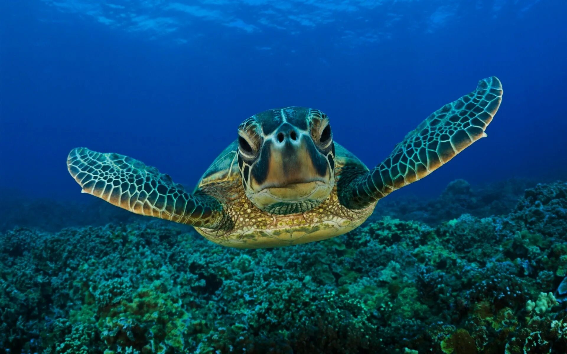 Черепаха Каретта-Каретта. Черепаха Каретта (логгерхед). Черепаха бисса (Каретта). Черепахи индийского океана.