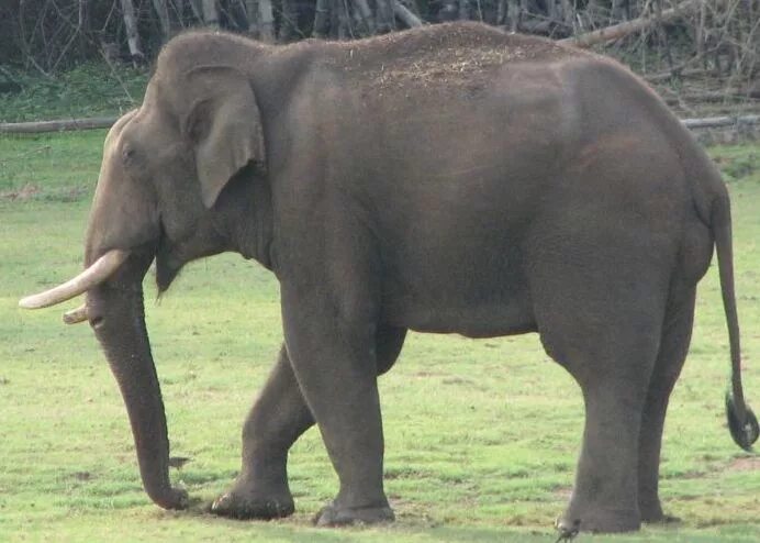 Индийский слон слон. Азиатский индийский слон. Индийский слон самец. Индийские слоны.